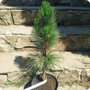 Сосна чорна Green Tower