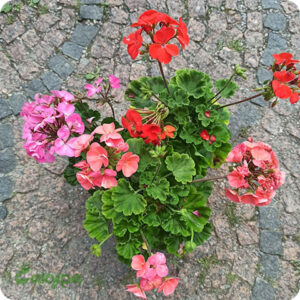 Герань Max Frei (С3)