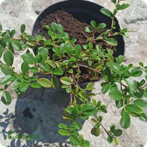 Кизильник Даммера Major (d 30-60, С3)